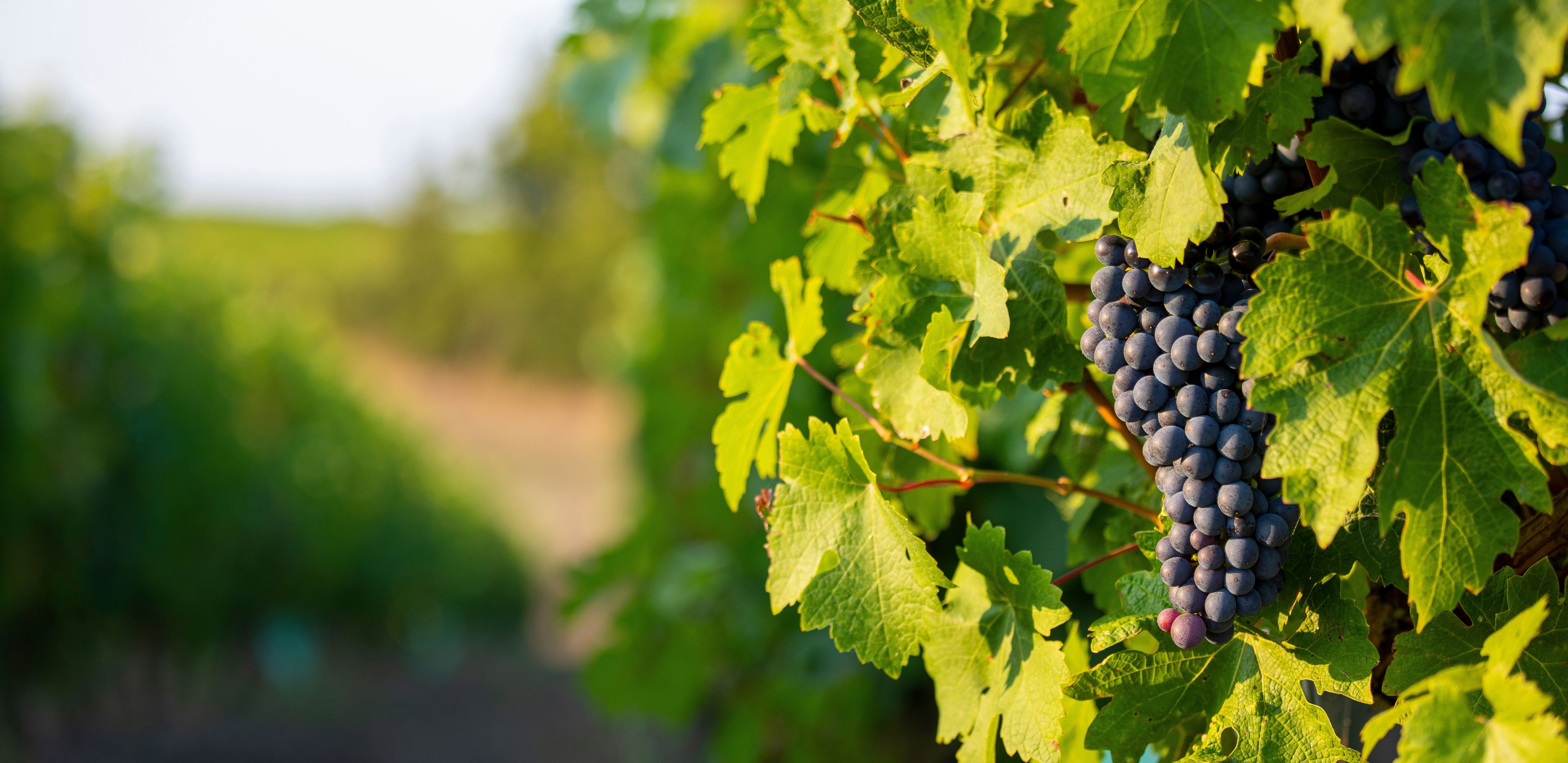 clear glass beer mug with beer