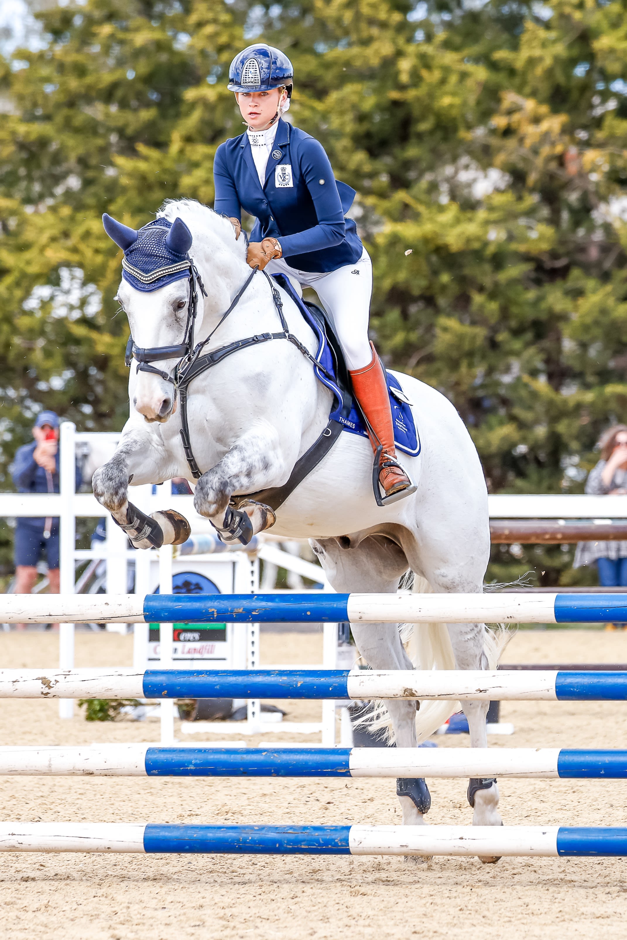 a large field of blue agoea plants