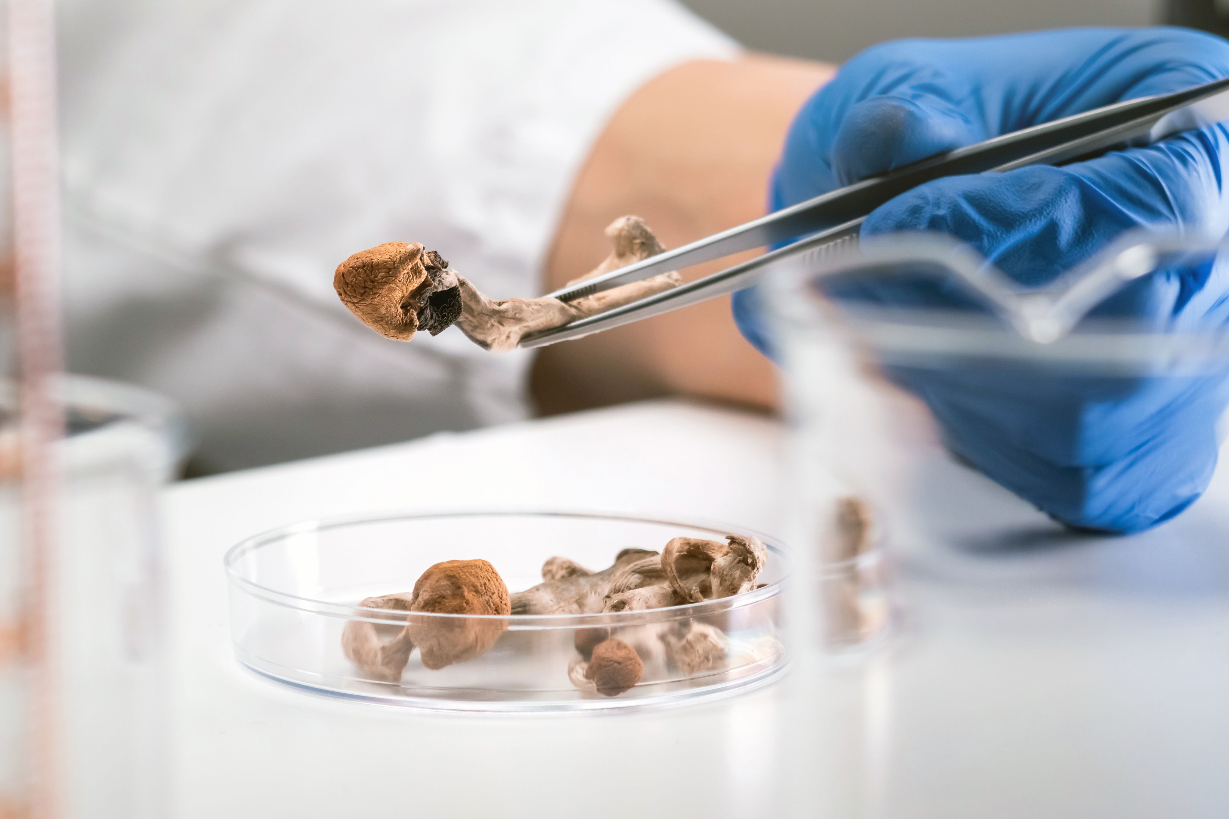 How 'magic mushrooms' are helping treat trauma | Bond University | Gold ...