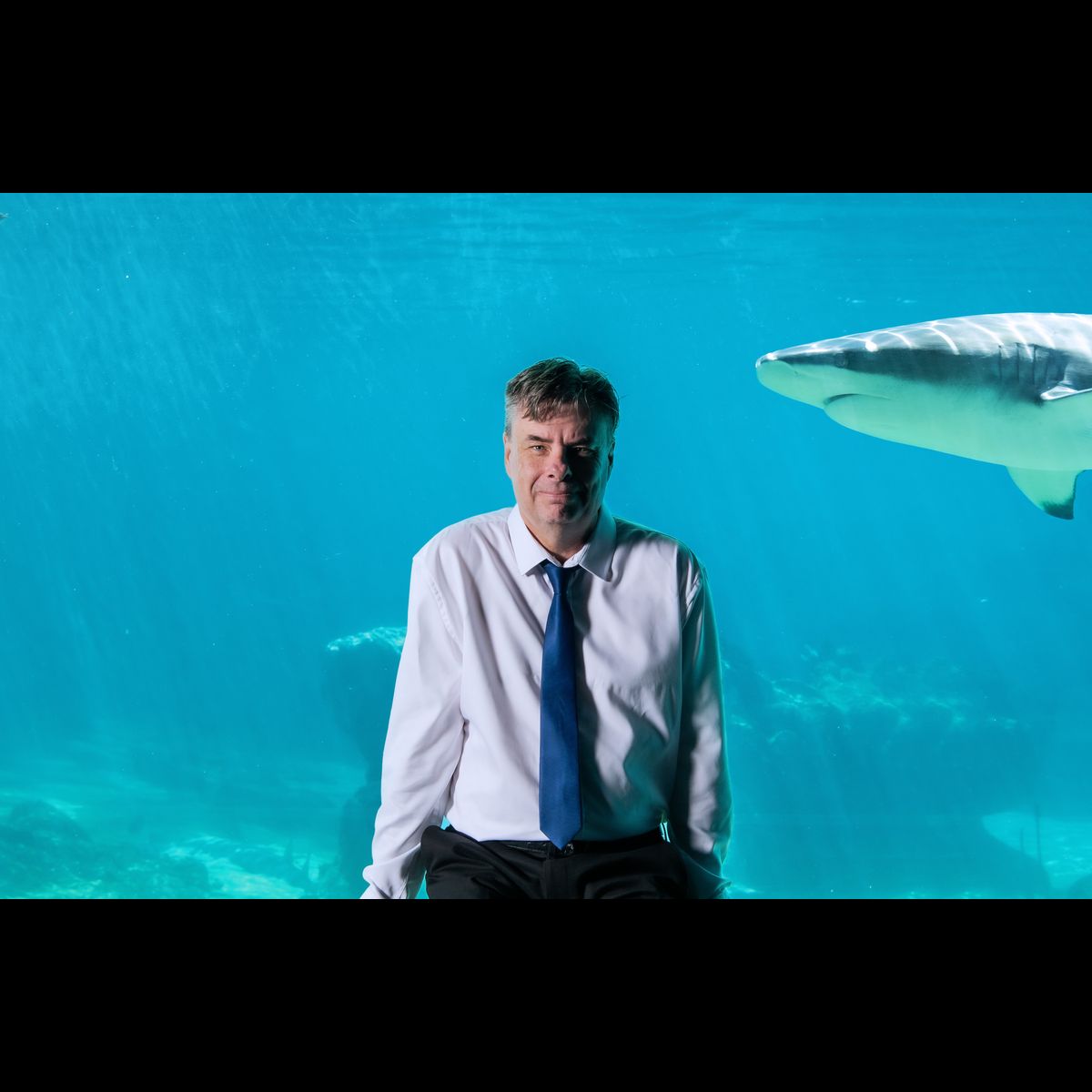 Why are shark bite incidents rising? Why are shark bite incidents rising?