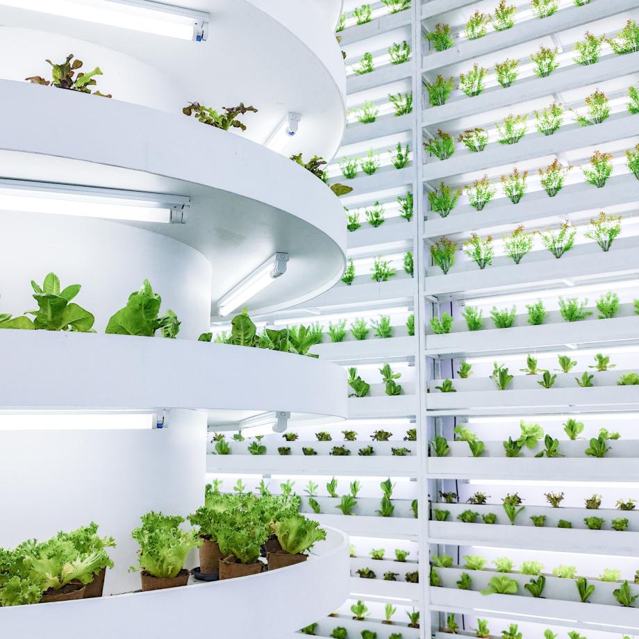 a vertical farm