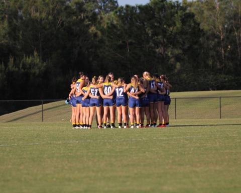 Bull Sharks in huddle 