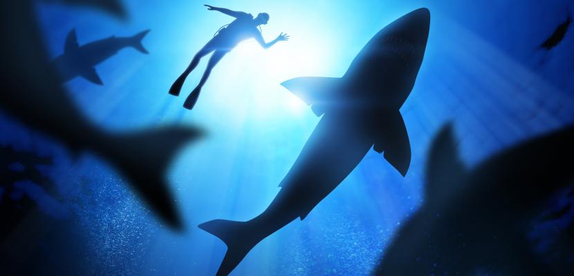 Research shows shark attacks on the increase in Australia; but still more  chance of injury by fireworks, Bond University