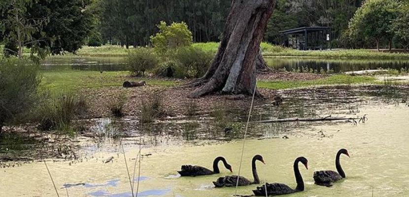 Black swans in a mossy lake