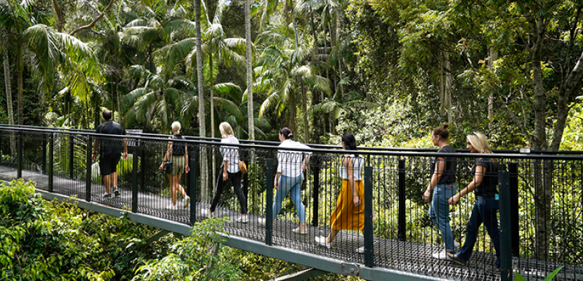 People are walking through a rainforest in Mount Tamborine.